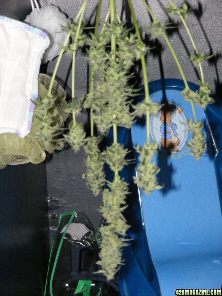 Auto berry Cut and dry