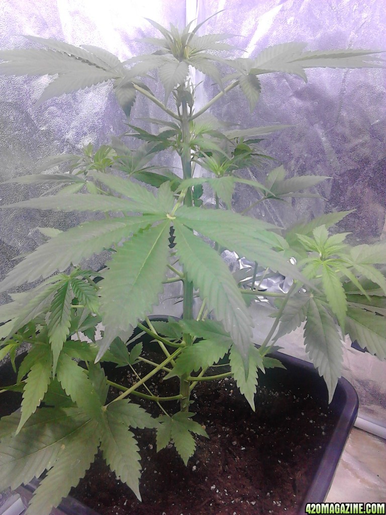 auto black cream 30 day old from seeds