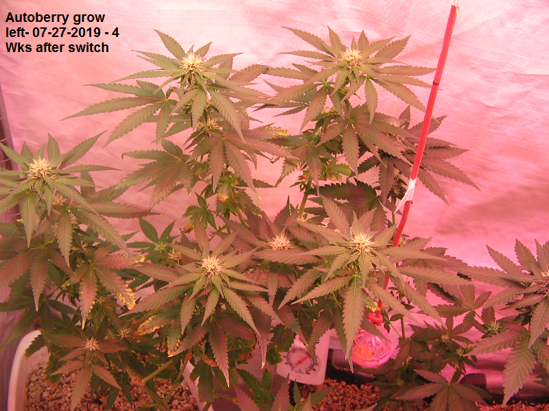 Autoberry grow lt..png