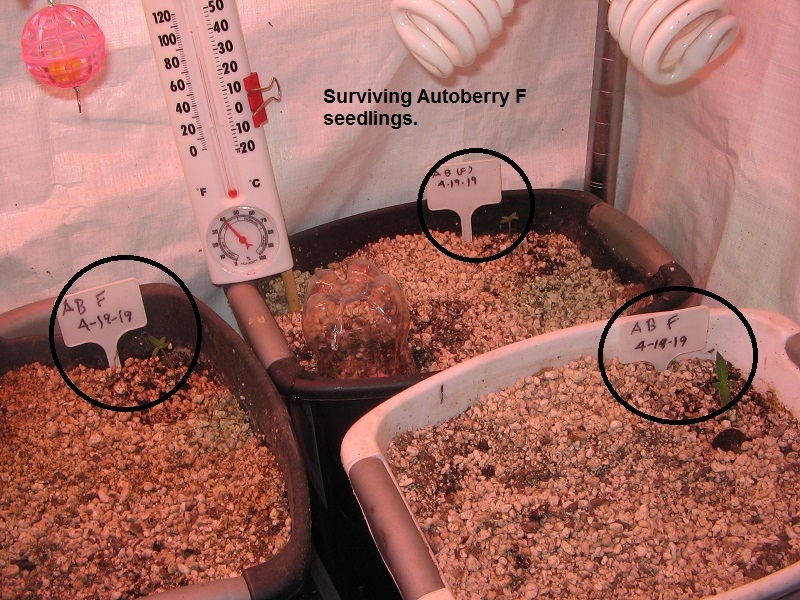 Autoberry seedlings.jpg