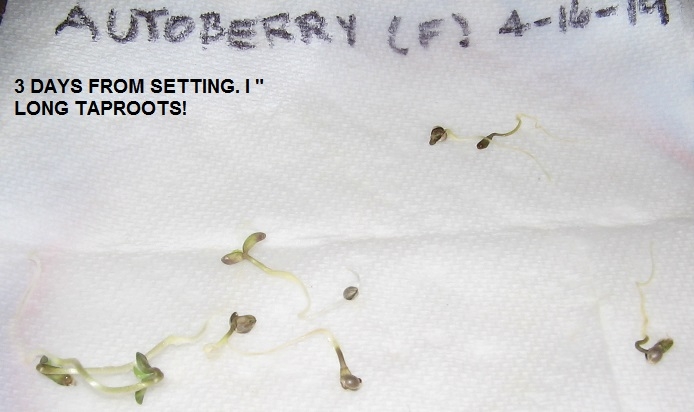 AutoBerry sprouts 3 days old..JPG