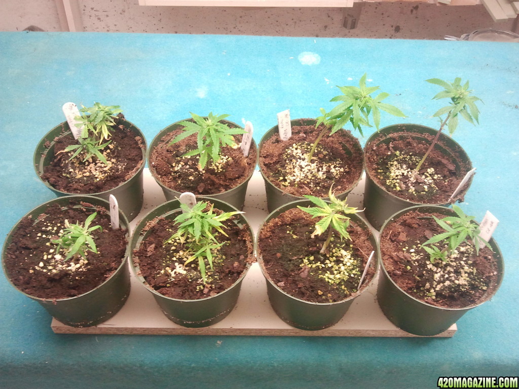 Autoflower clones at 3 weeks