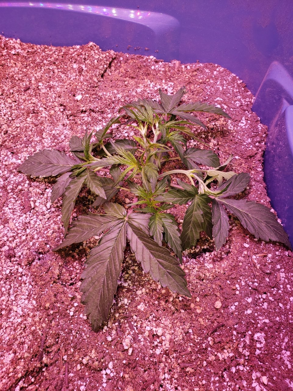 Baby Pineapple Express Auto