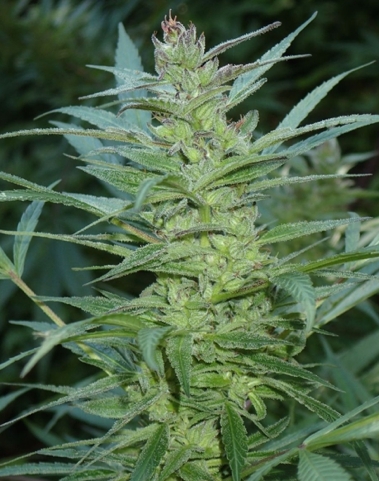 baglung-nepalese-magic-herbs-cannabisseeds-hanfsamen.jpg