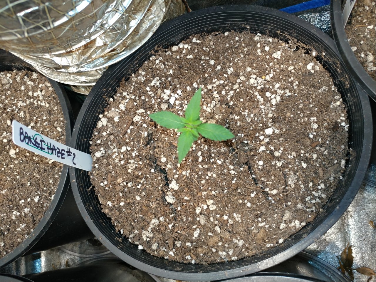 Bangi Haze F9_Icemud_cannabis_seeds_led grow light (1).jpg