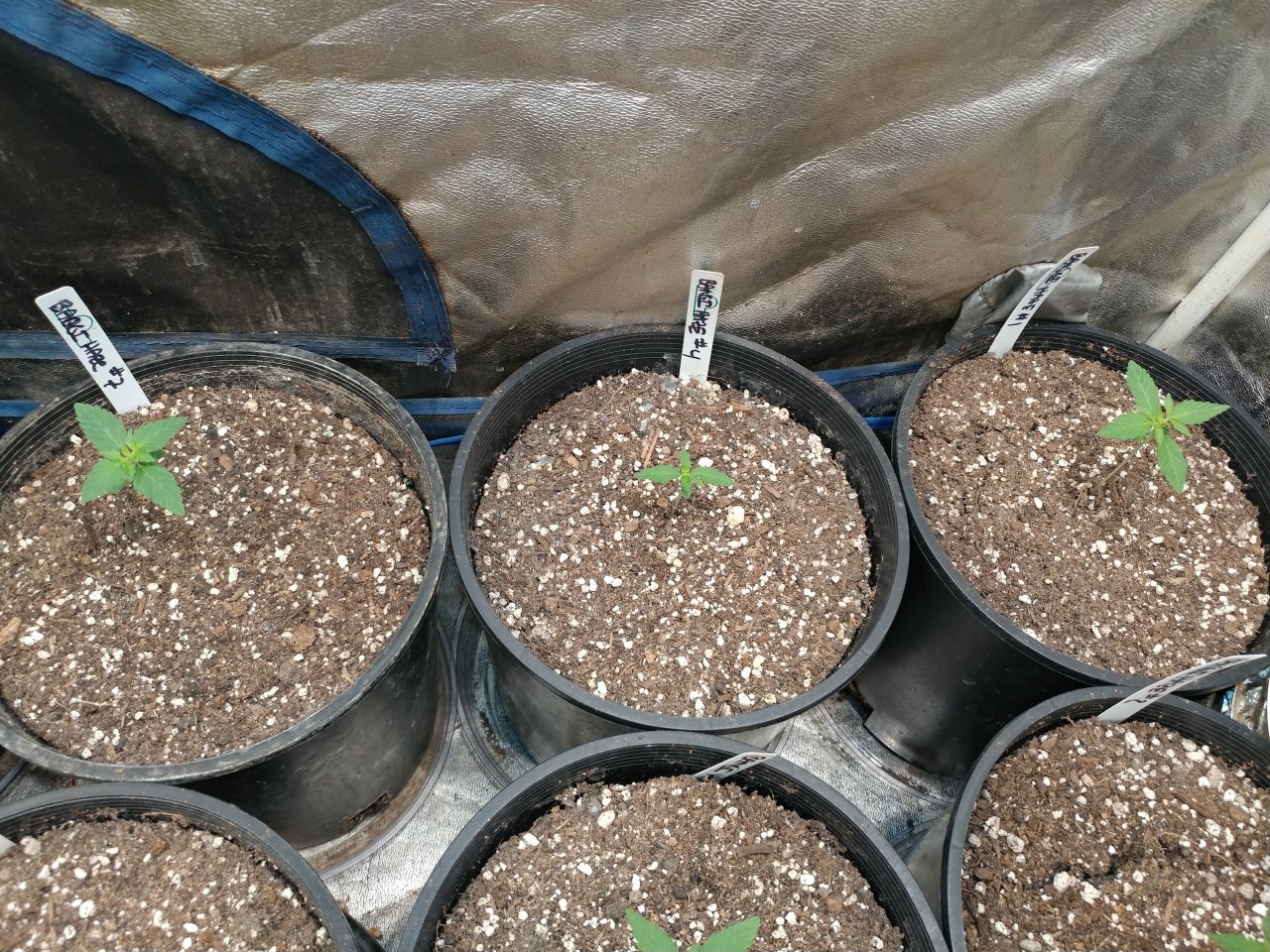 Bangi Haze F9_Icemud_cannabis_seeds_led grow light (4).jpg
