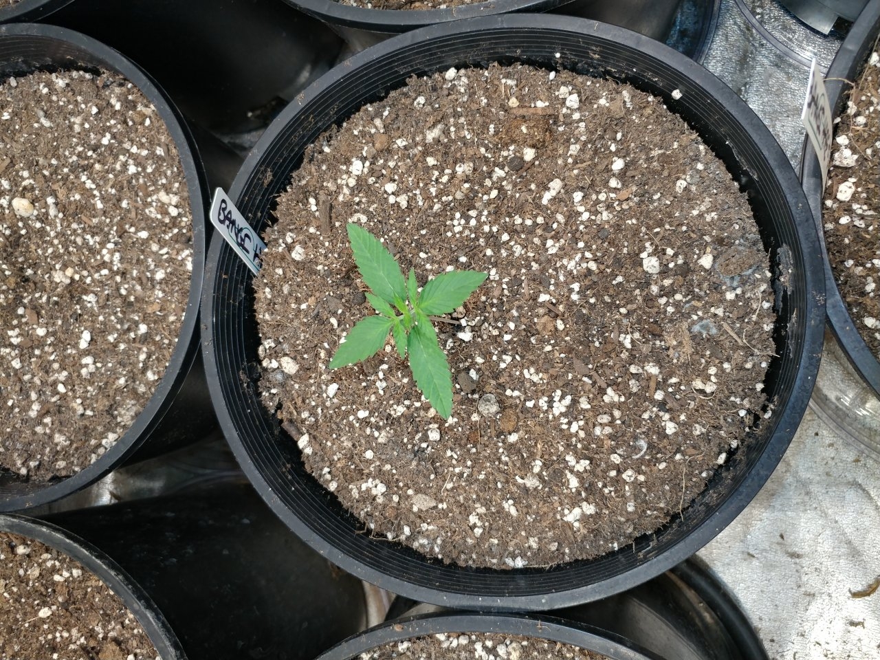 Bangi Haze F9_Icemud_cannabis_seeds_led grow light (6).jpg