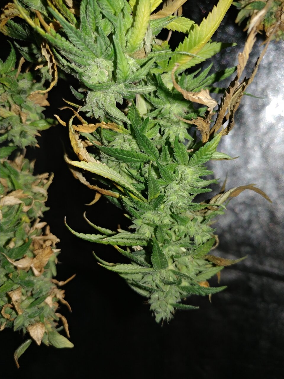 Bangi Haze_F9_Icemud_cannabis_seed_project (1).jpg