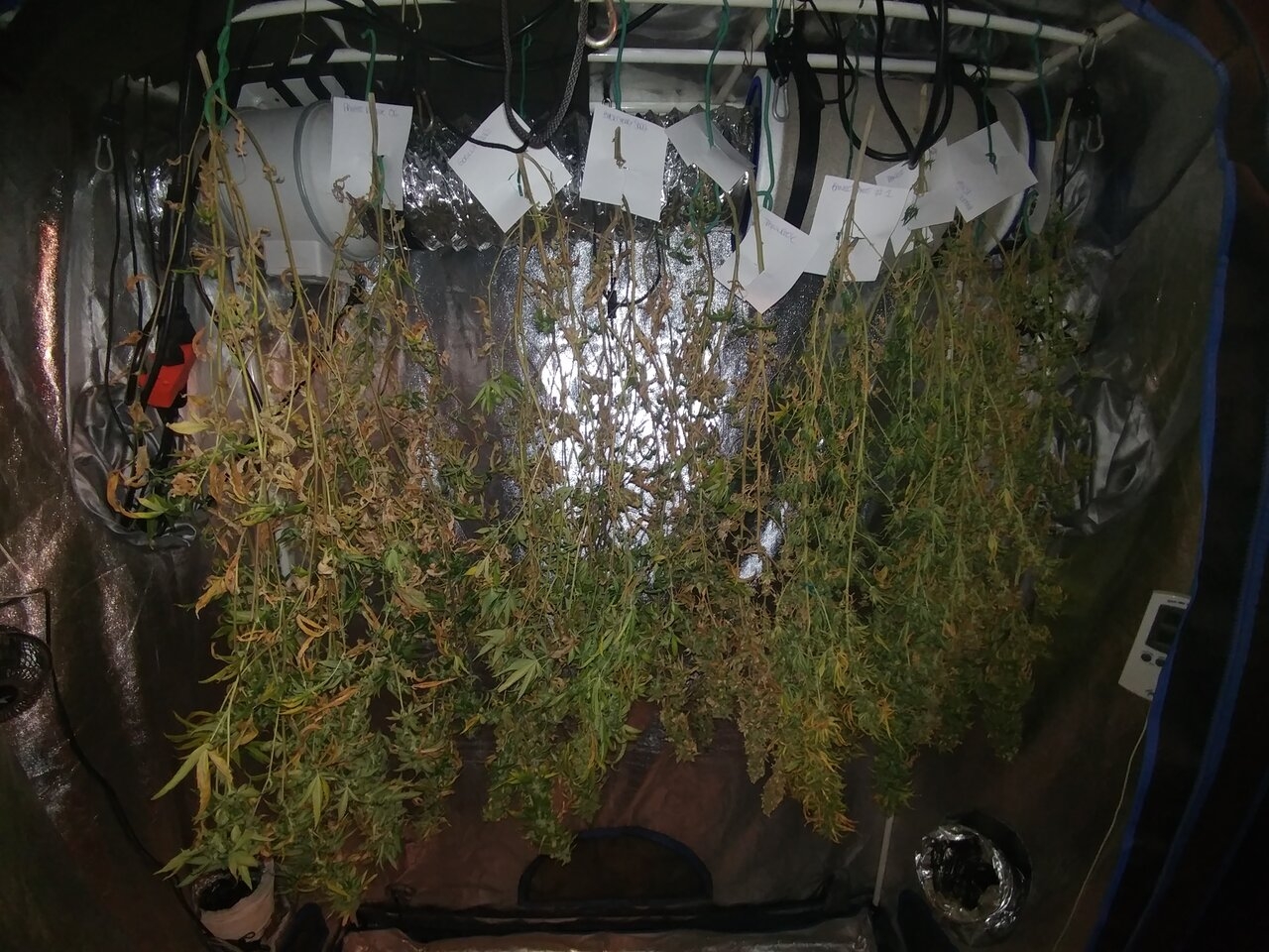 Bangi Haze_F9_Icemud_cannabis_seed_project (2).jpg