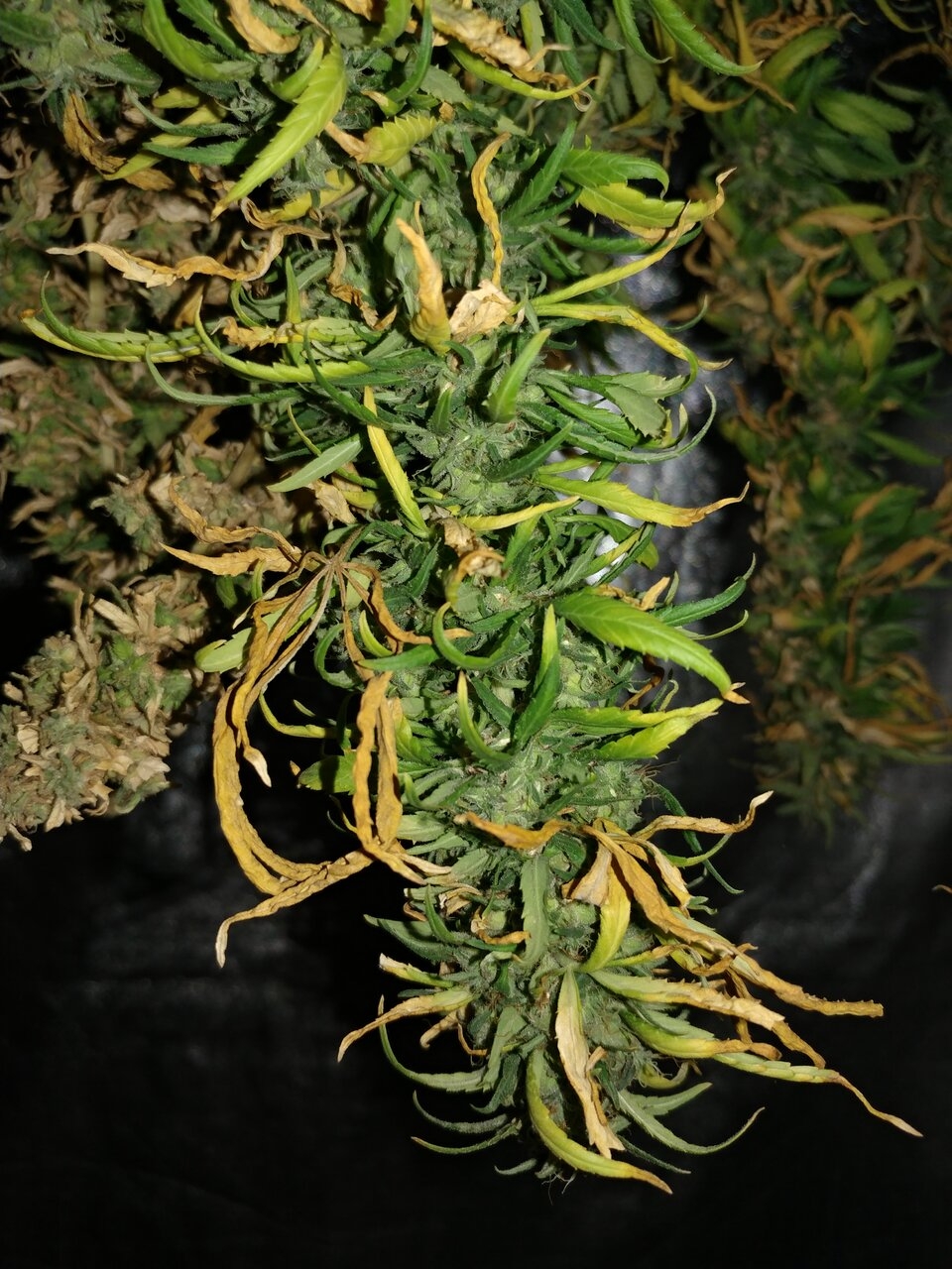 Bangi Haze_F9_Icemud_cannabis_seed_project (5).jpg