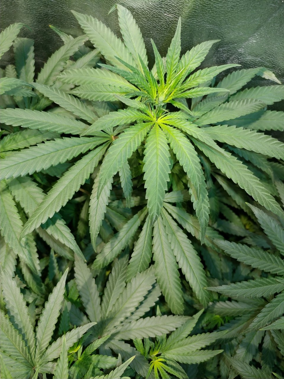 Bangi_Haze_F9_icemud_seeds_cannabis_led grow (10).jpg
