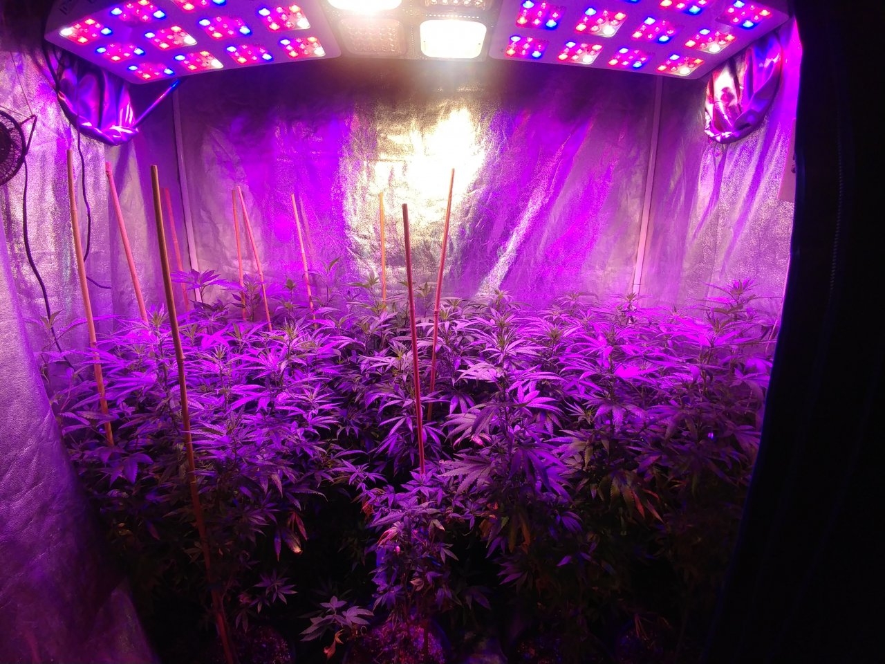 Bangi_Haze_F9_icemud_seeds_cannabis_led grow (3).jpg