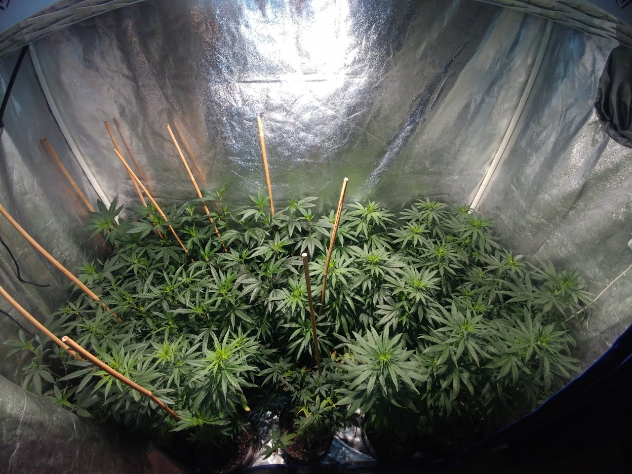 Bangi_Haze_F9_icemud_seeds_cannabis_led grow (4).jpg