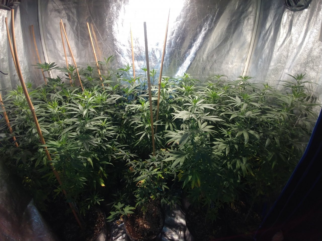 Bangi_Haze_F9_icemud_seeds_cannabis_led grow (7).jpg
