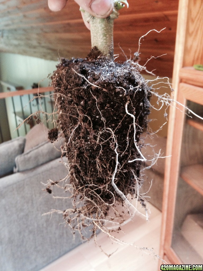 Bangs root