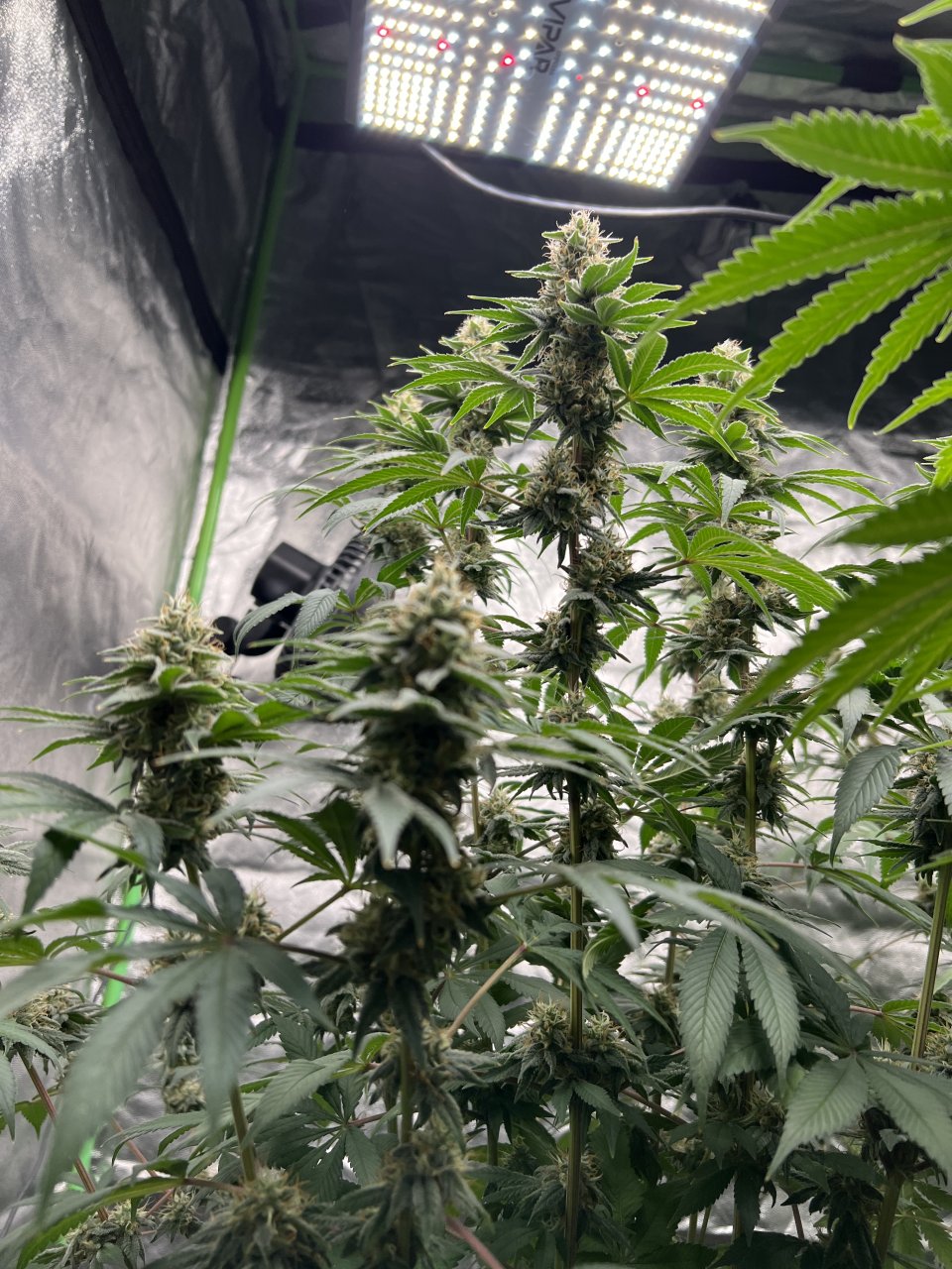 Banner 76 and day 38 of flower