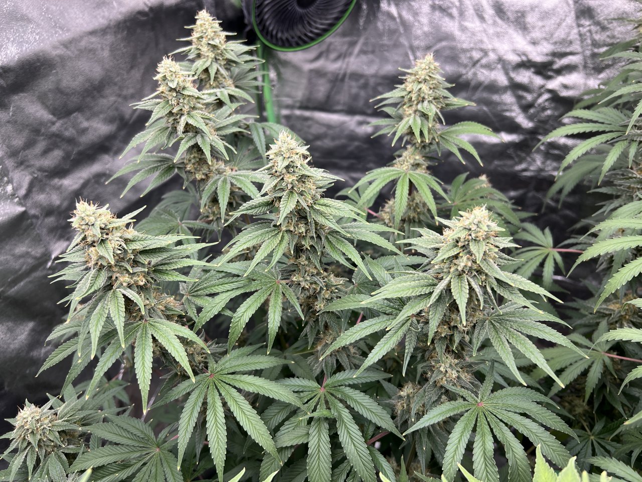 Banner canopy 76 and day 38 of flower