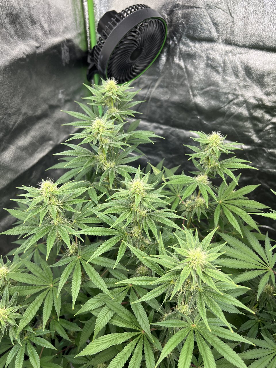 Banner canopy day 60