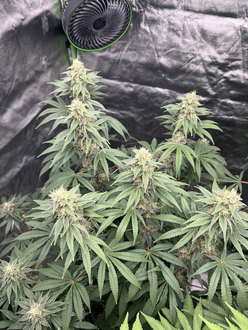 Banner canopy day 74