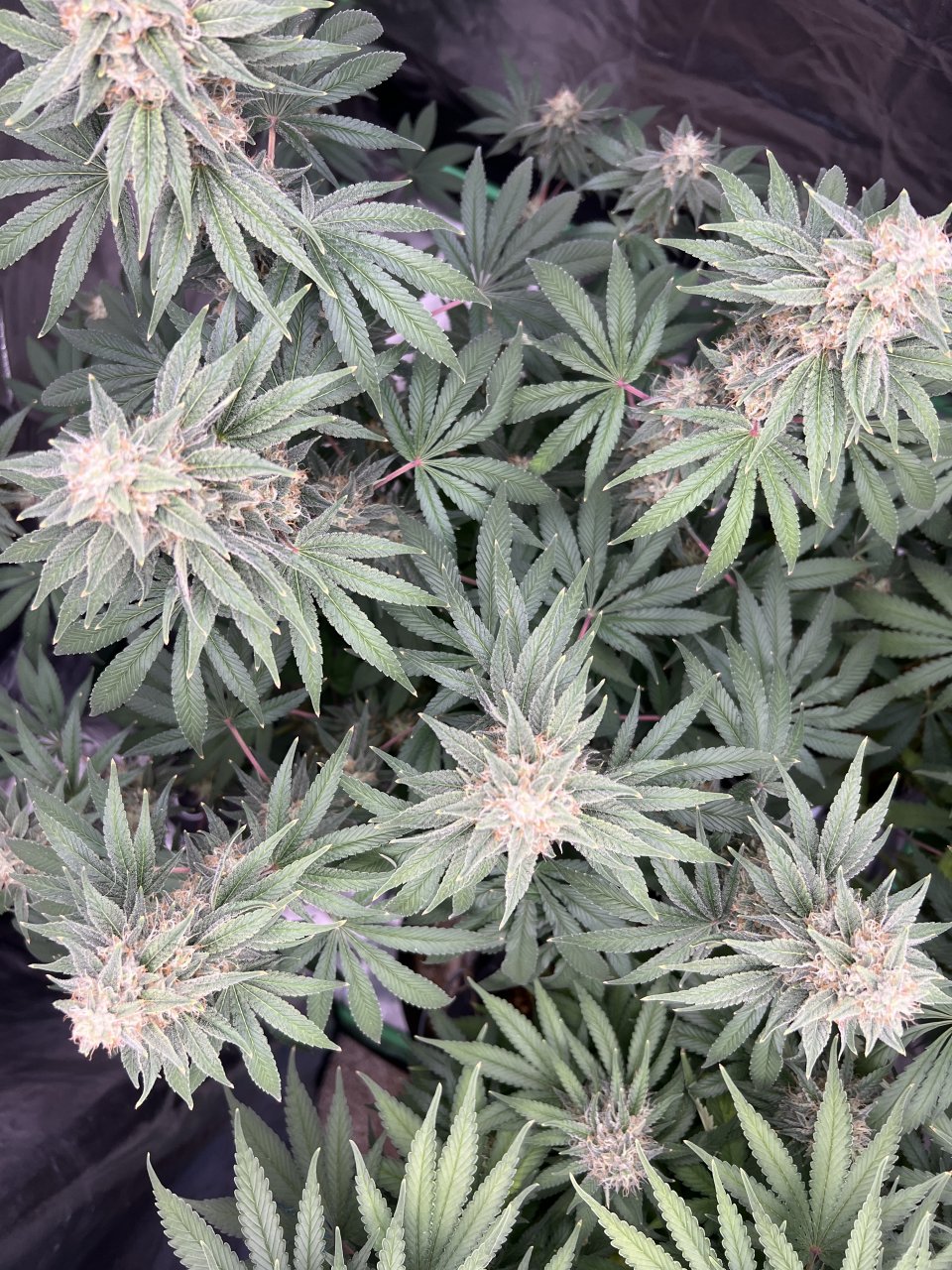 Banner Canopy Day 78 and day 40 of flower