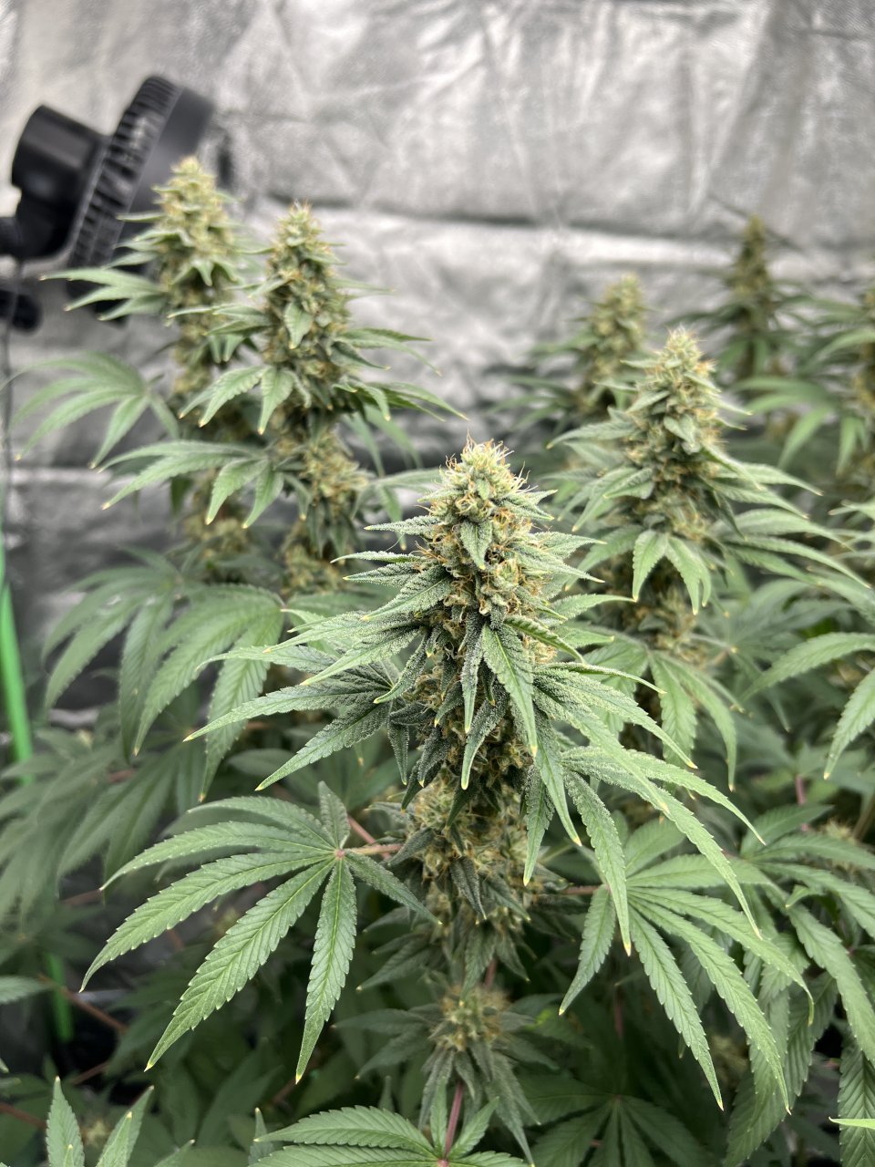 Banner Day 75 and day 37 of flower