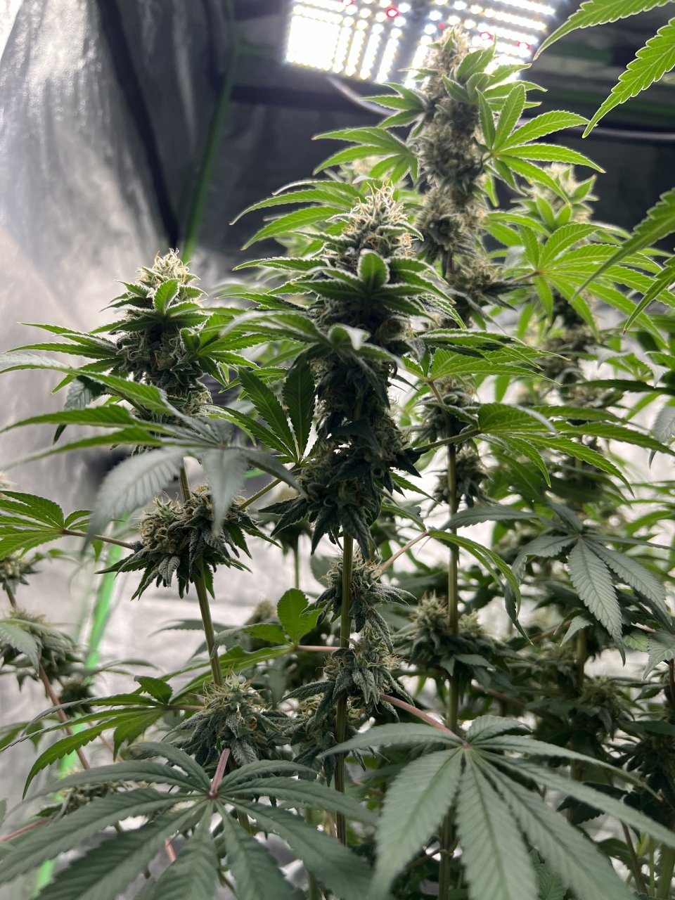 Banner Day 78 and day 40 of flower