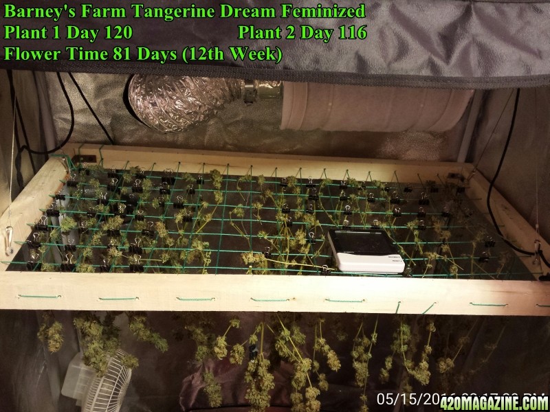 Barney's Farm Tangerine Dream Feminized