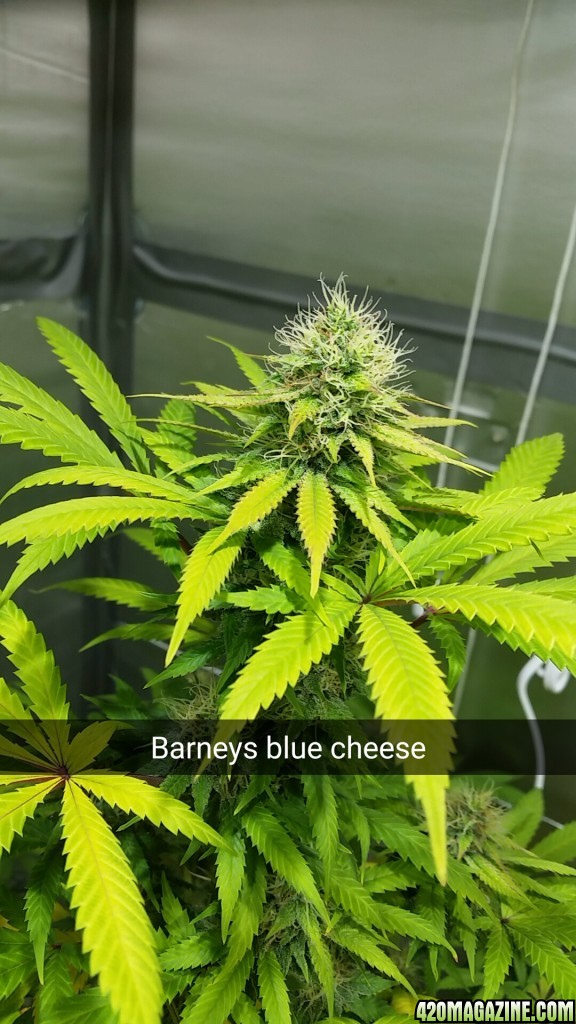 barneys_blue_cheese