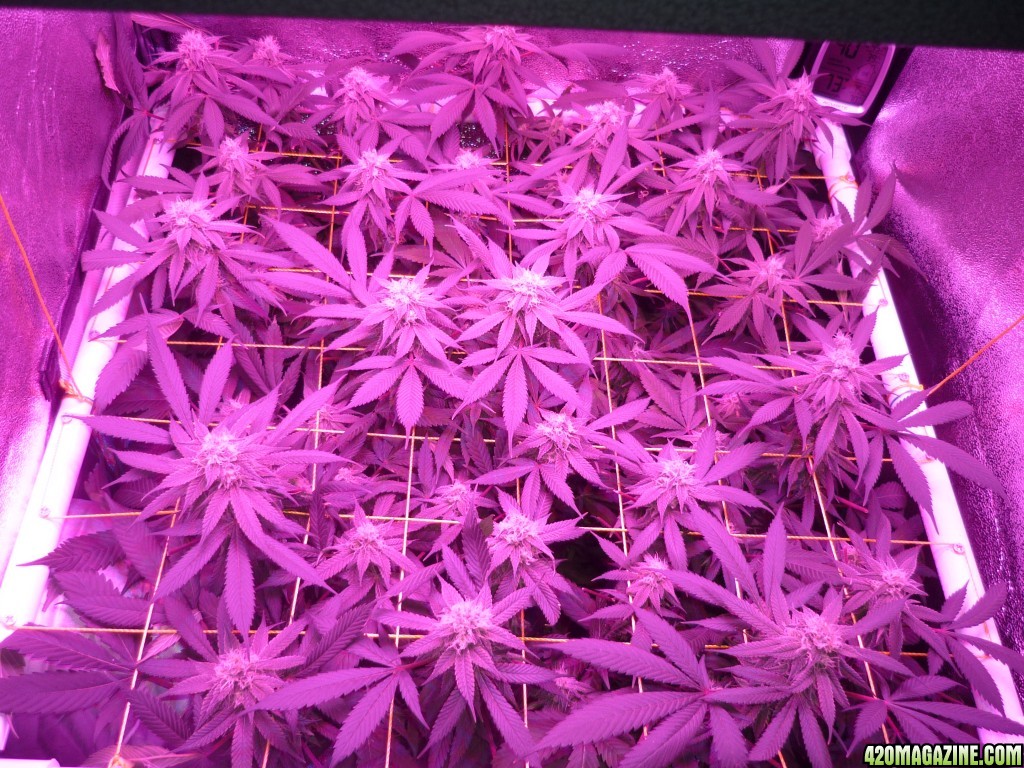 Bay 11 Clones March 22nd Day 34 Flower