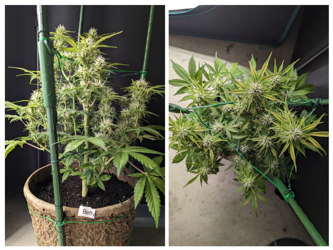 Betty (Dosidos auto by Royal Queen)– day 53