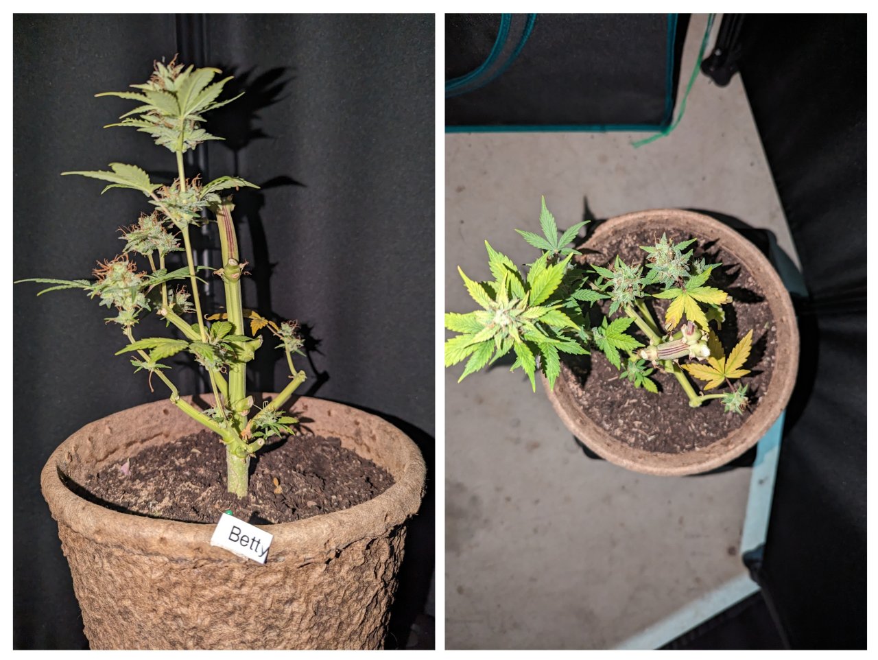 Betty (Dosidos auto by Royal Queen)– week 10, day 74