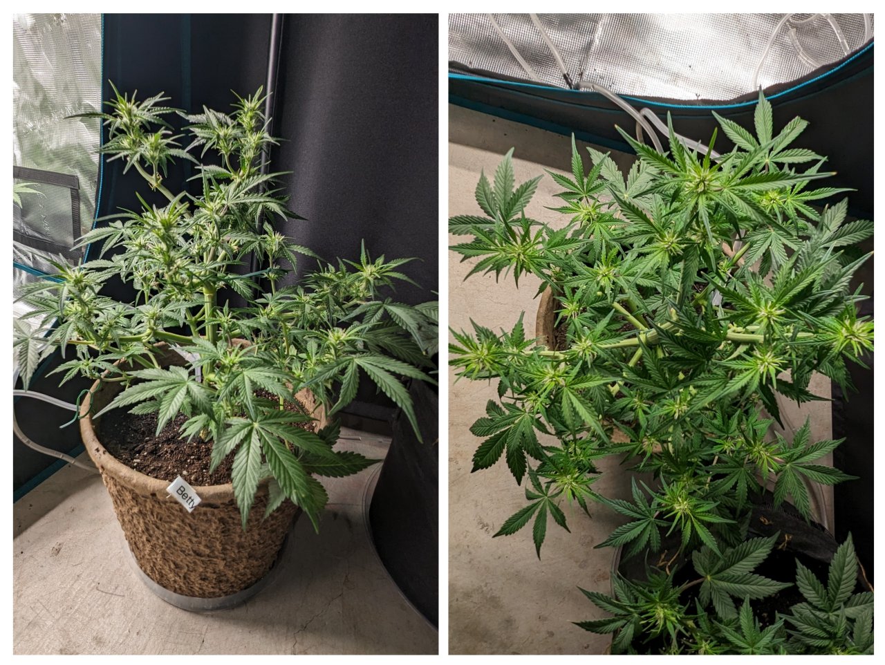 Betty (Dosidos auto by Royal Queen) - day 38