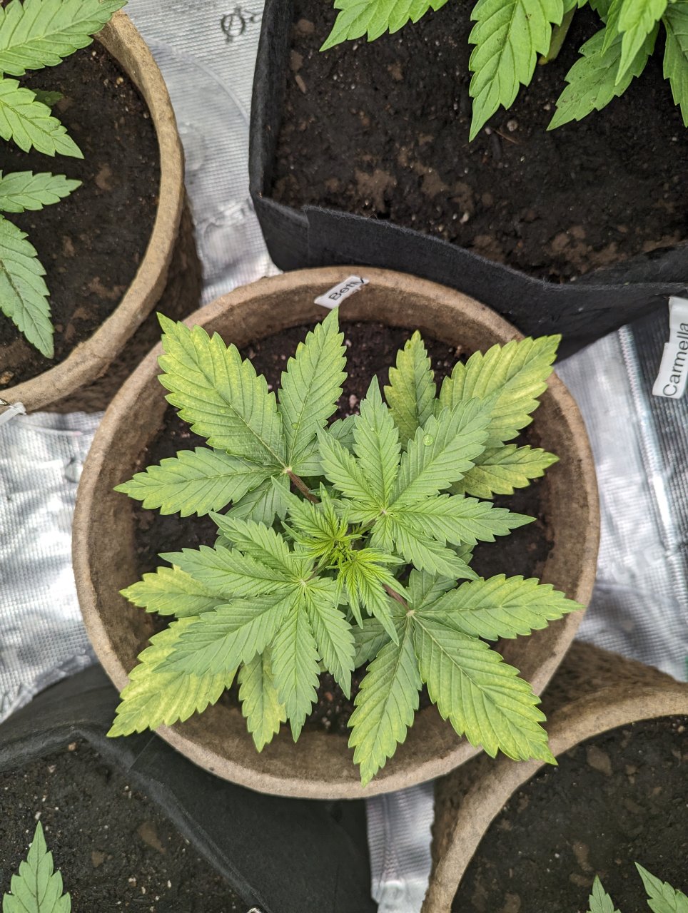 Betty (Dosidos auto by Royal Queen) with a nitrogen deficiency, 11/06/23 – day 20
