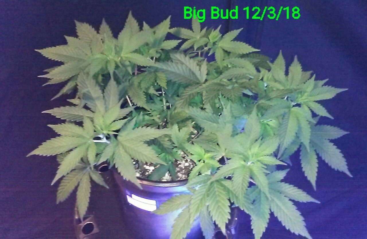 Big Bud #2
