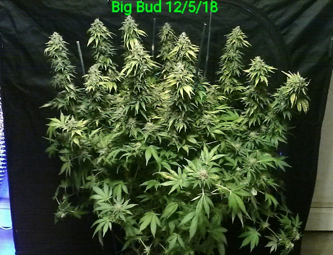 Big Bud Plant 12/5/18