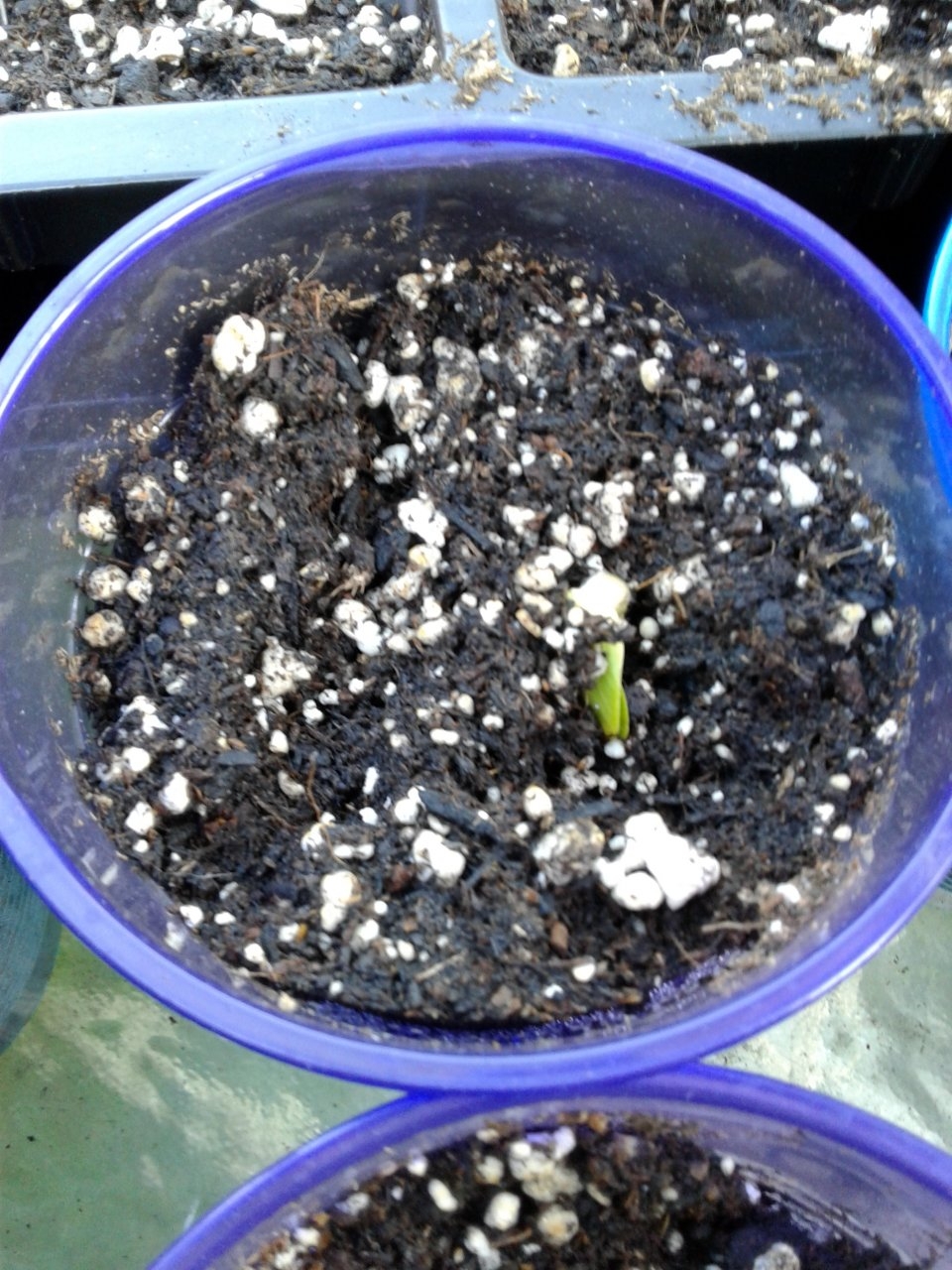 Big Max Pumpkin sprout