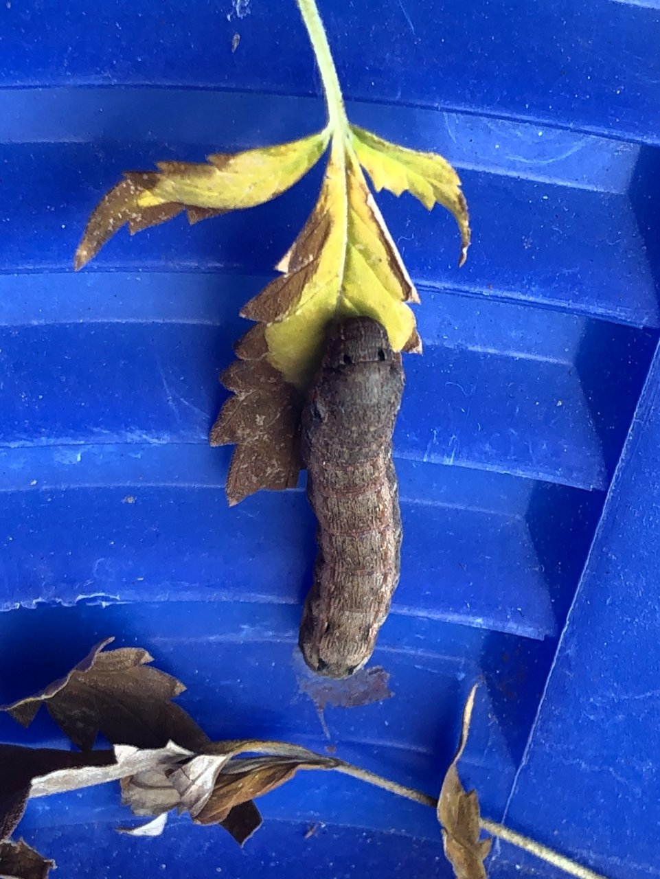 Big ugly caterpillar from Julie