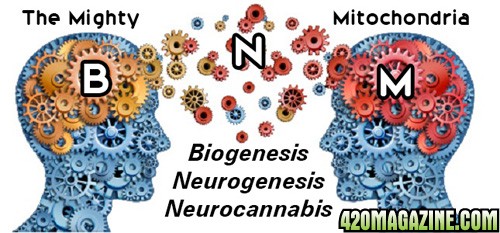 BioGenesis_-_Mitochondria