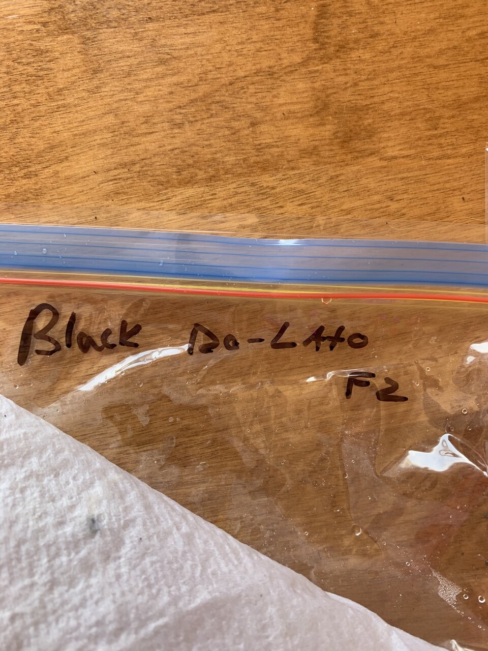 Black Do-Lato ; in house genetics