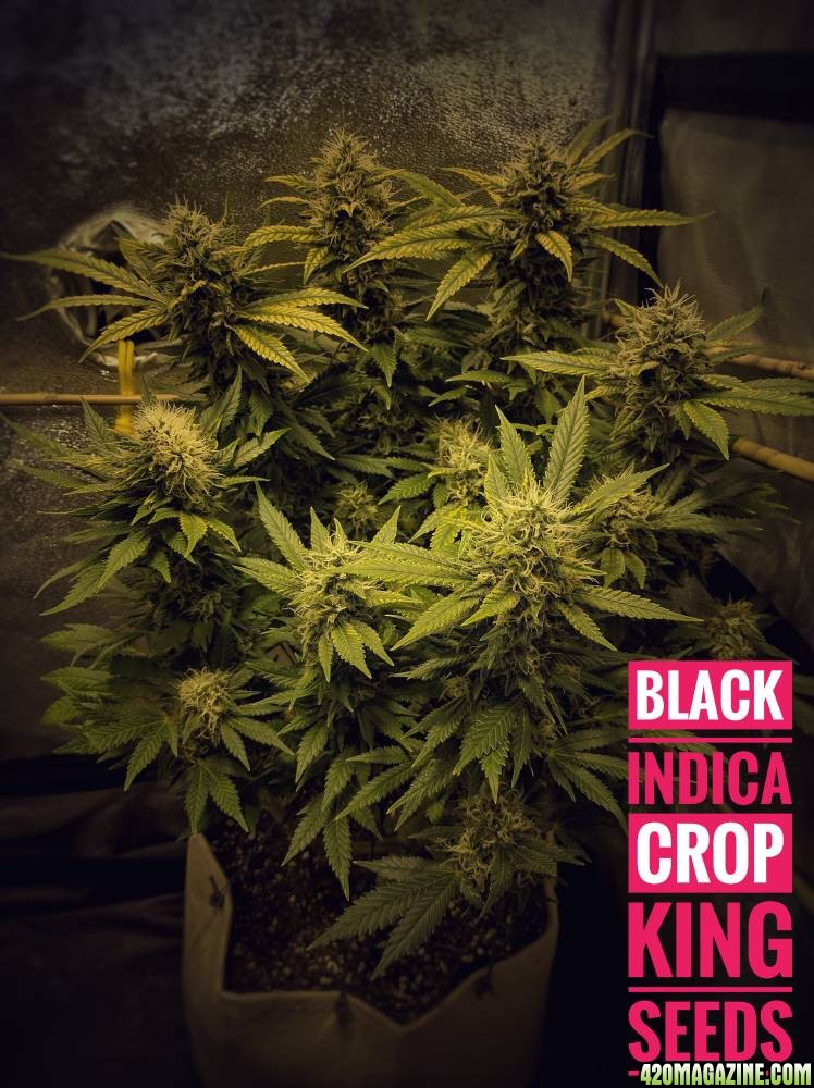 Black Indica