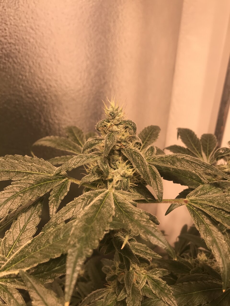 Black lime bubba day 55 from flip (black lime leaner)