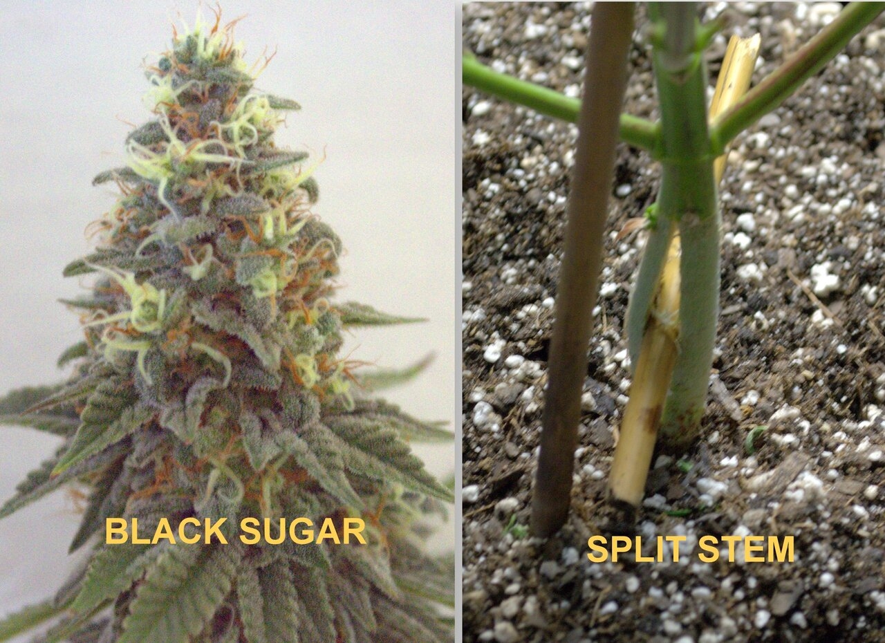 Black Sugar split.jpg
