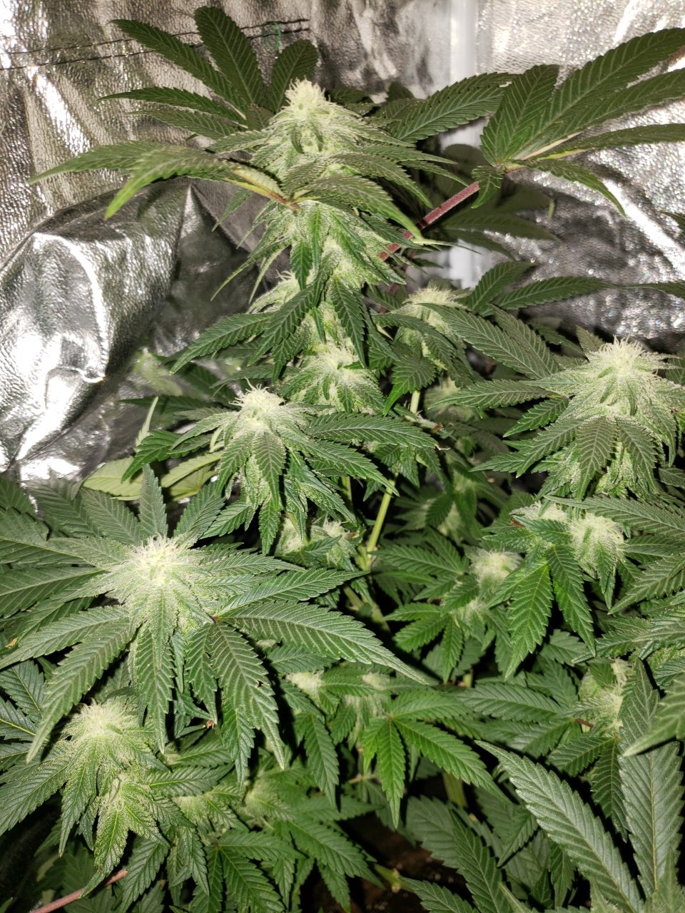 Blue cheese budporn day 31 of flower
