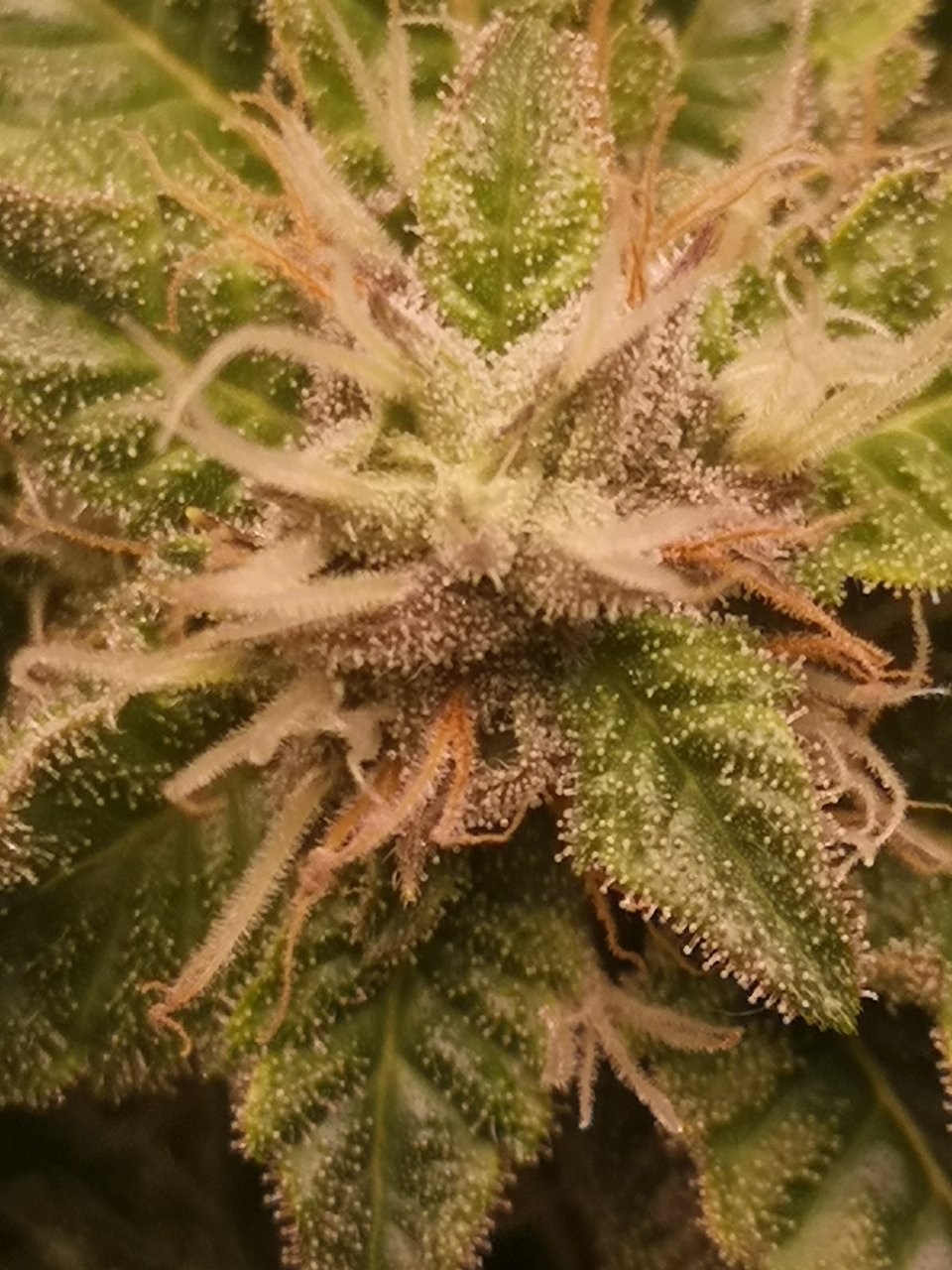 Blue Cheese - w5d7 of flowering (or so) closeup1
