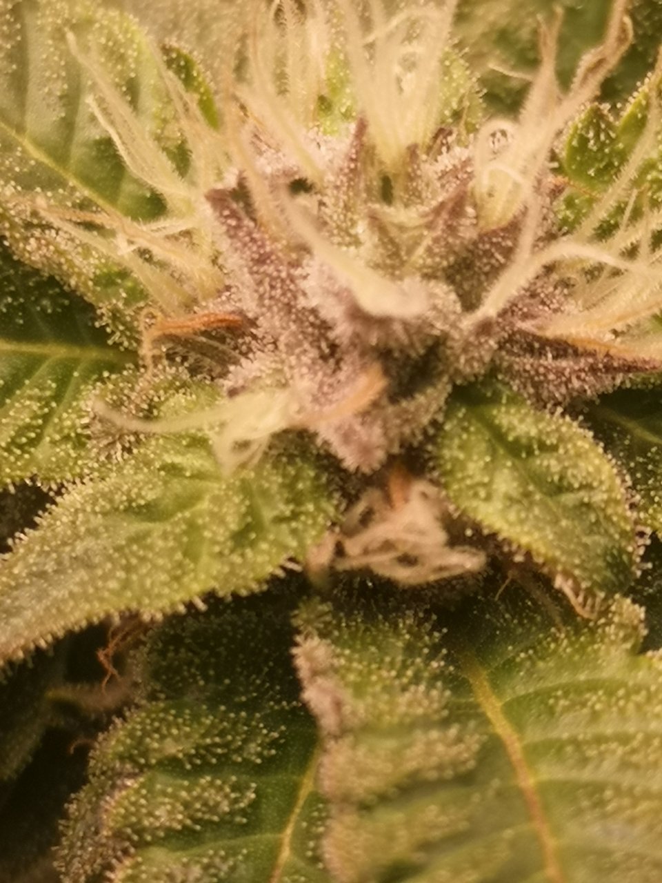 Blue Cheese - w5d7 of flowering (or so)  - closeup2