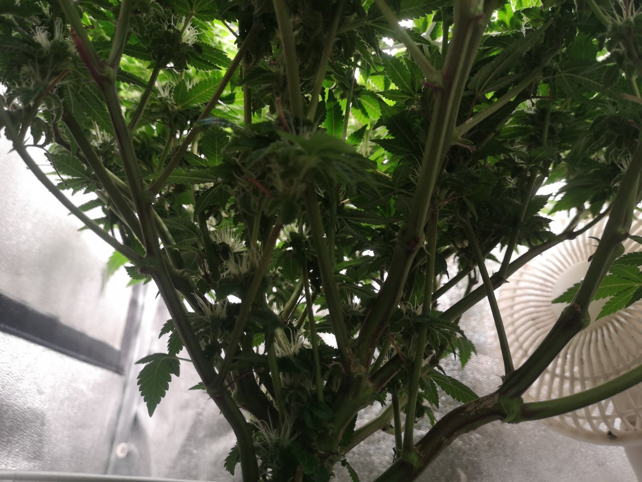 Blue Cheese - w6d1 flowering - might need some work..