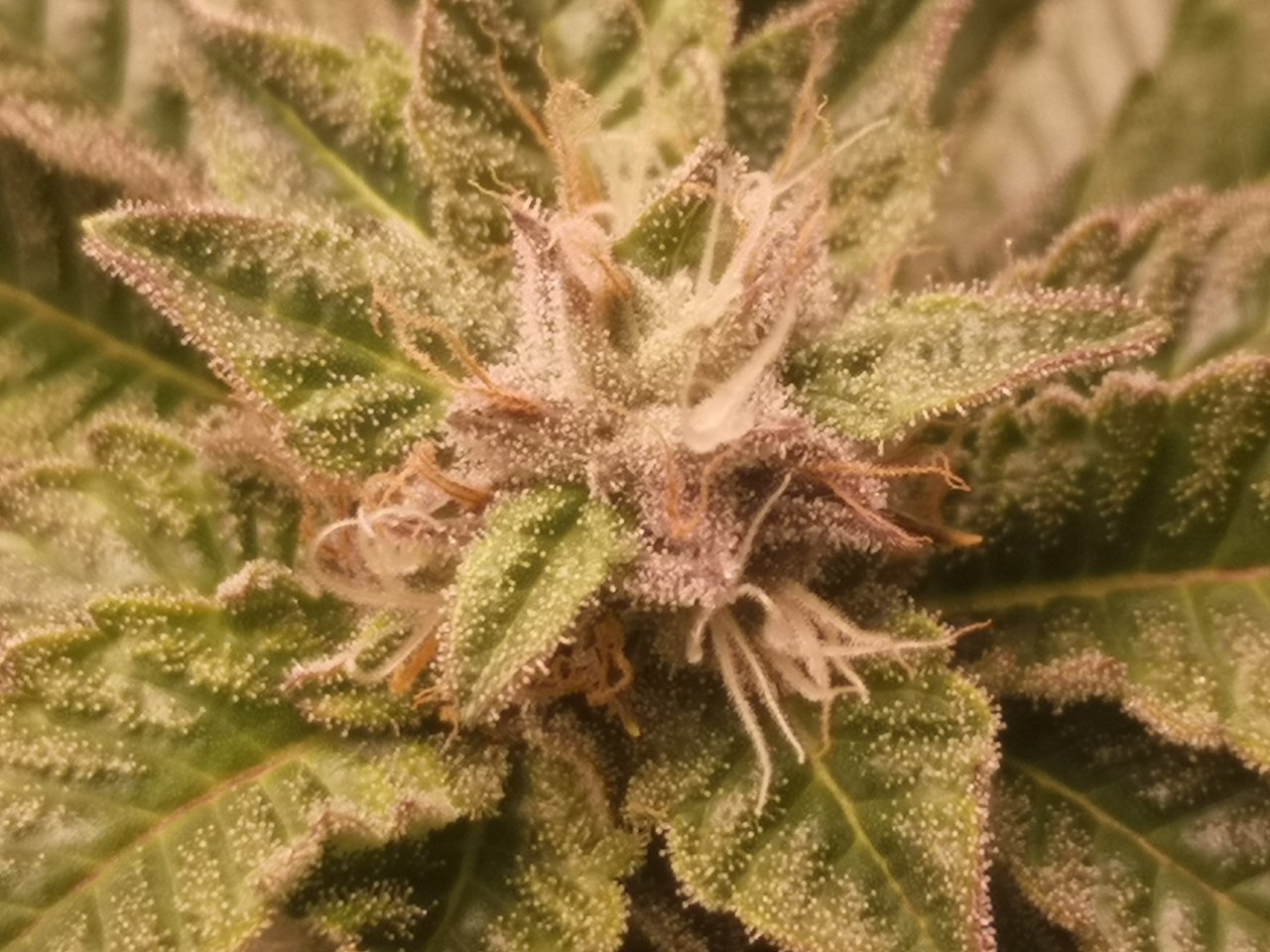 Blue Cheese - w6d3 flowering -