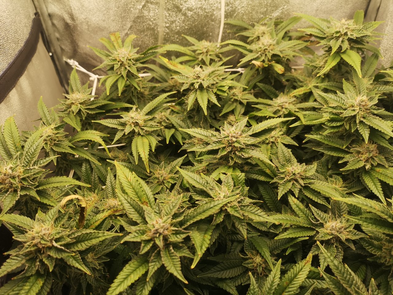 Blue Cheese - w6d5 flowering - overview