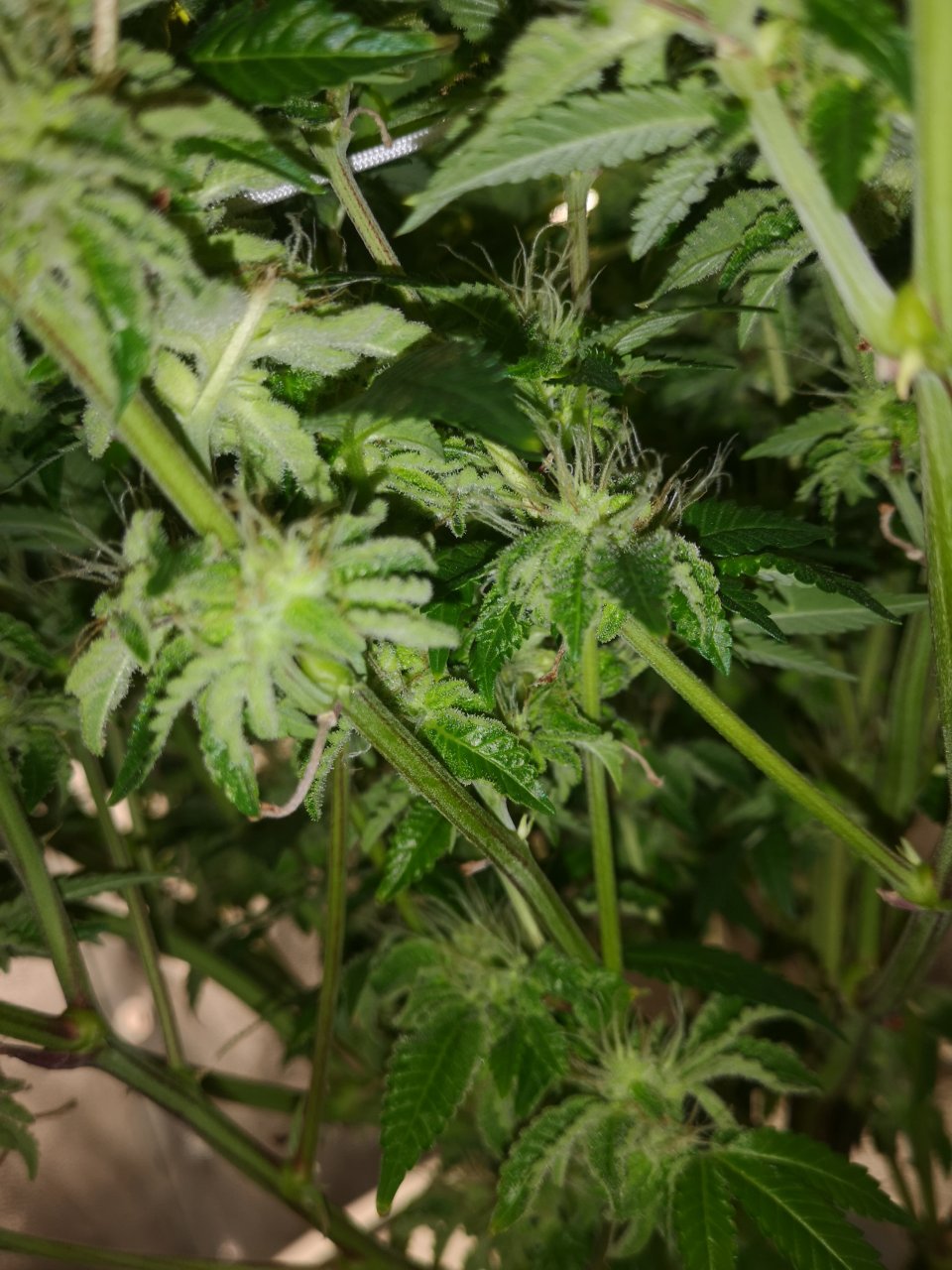 Blue Cheese - w6d6 flowering - lower branches