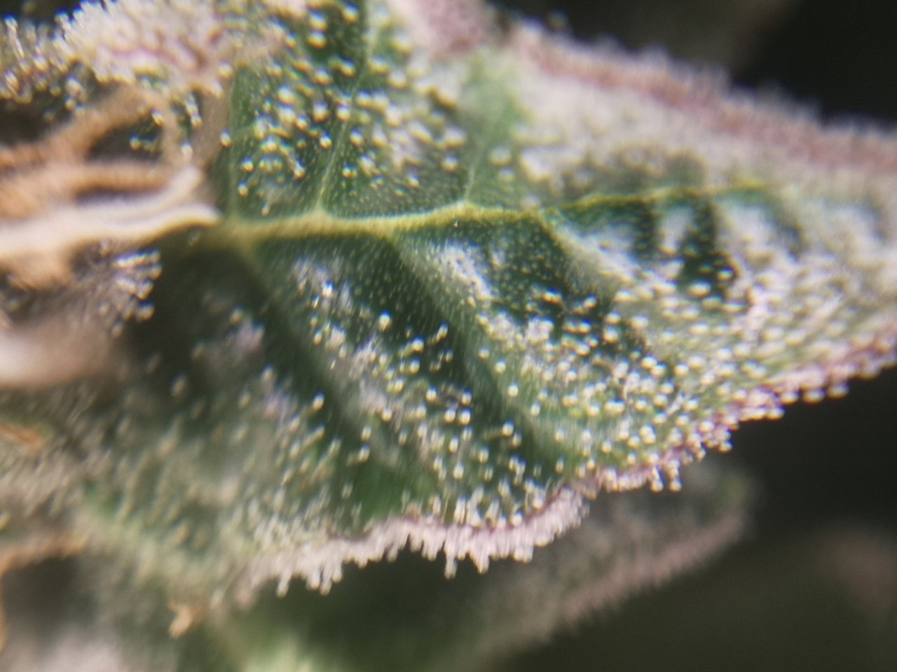 Blue Cheese - w6d6 flowering - trichomes